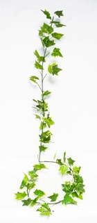 Guirlande de lierre artificiel l190 cm 80 grandes feuilles blanc-vert - couleur: