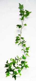 Guirlande de lierre artificiel l190 cm 80 grandes feuilles vert - couleur: vert