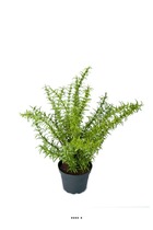 Romarin artificiel, herbe aromatique, en pot h 35 cm, d 28 cm