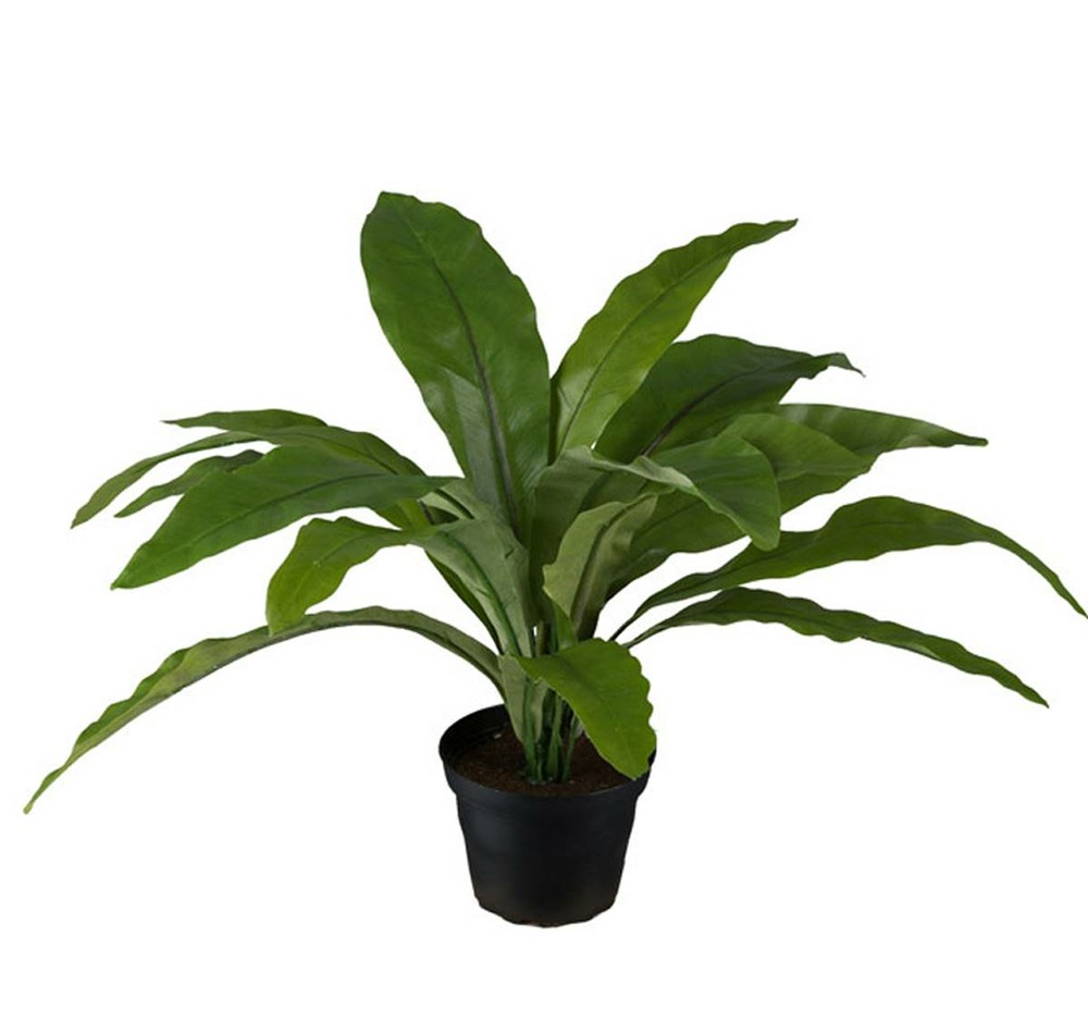 FougÃšre asplenium artificielle