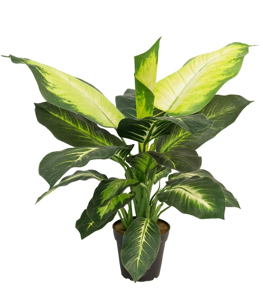 Dieffenbachia artificiel h 60 cm, grandes feuilles, d 57 cm