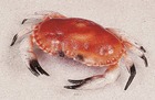 Tourteau crabe artificiel en plastique soufflé l 320x220 mm