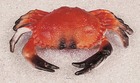 Crabe artificiel en plastique soufflé l 200x130 mm