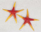Etoile de mer artificielle orange x 2 en plastique soufflé d 250 mm