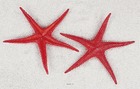 Etoile de mer artificielle rouge x 2 en plastique soufflé d 250 mm