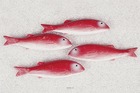 Rouget artificiel poisson en lot de 4 en plastique soufflé l 215x55 mm