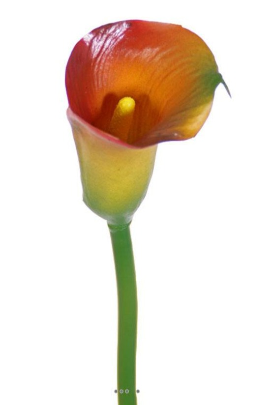 ARUM CALLA ZANTEDESCHIA A 2-(938806)