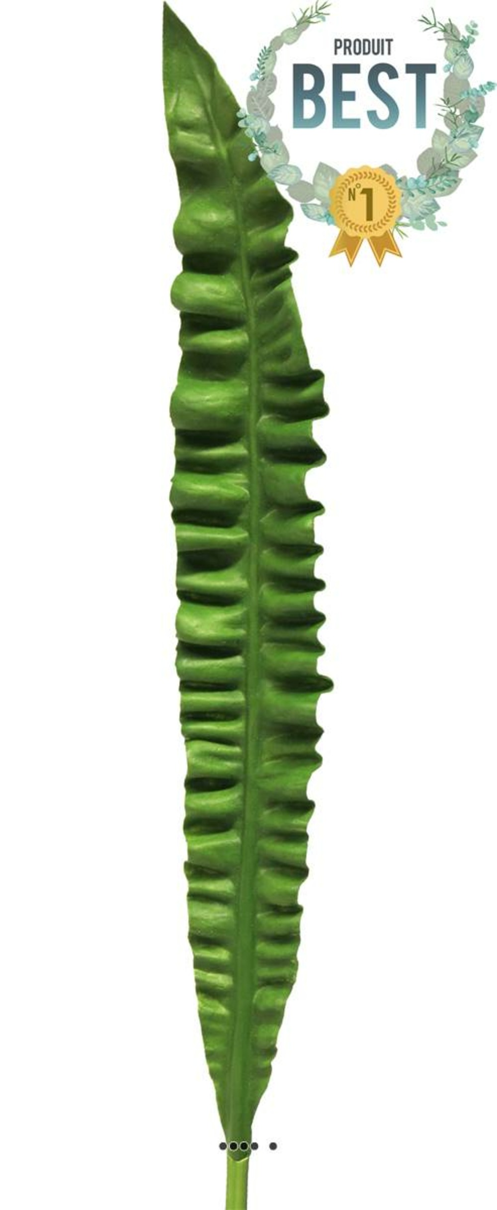 FEUILLE DASPLENIUM 1-(939347)