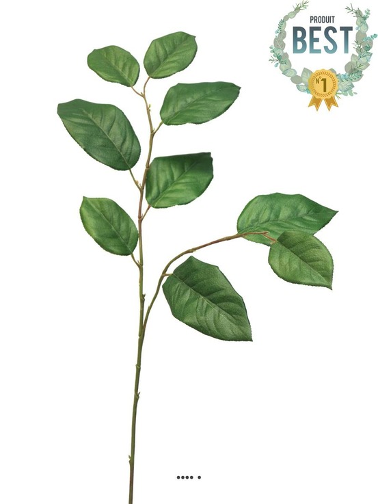 BRANCHE DE GAULTHERIA SHA 1-(939618)