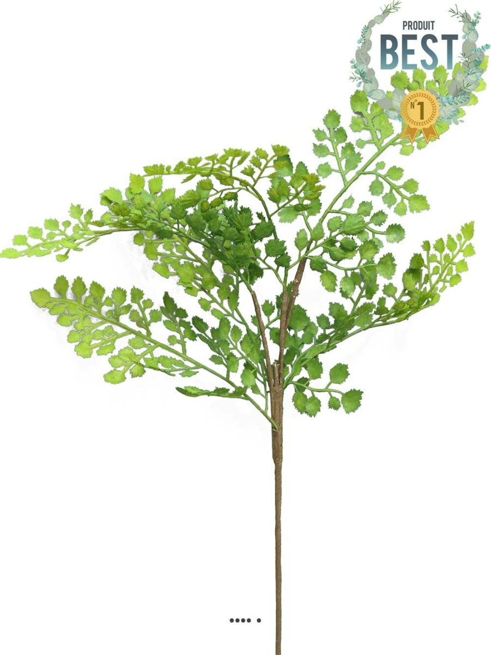 BRANCHE DE FOUGERE ATHYRI 1-(939627)