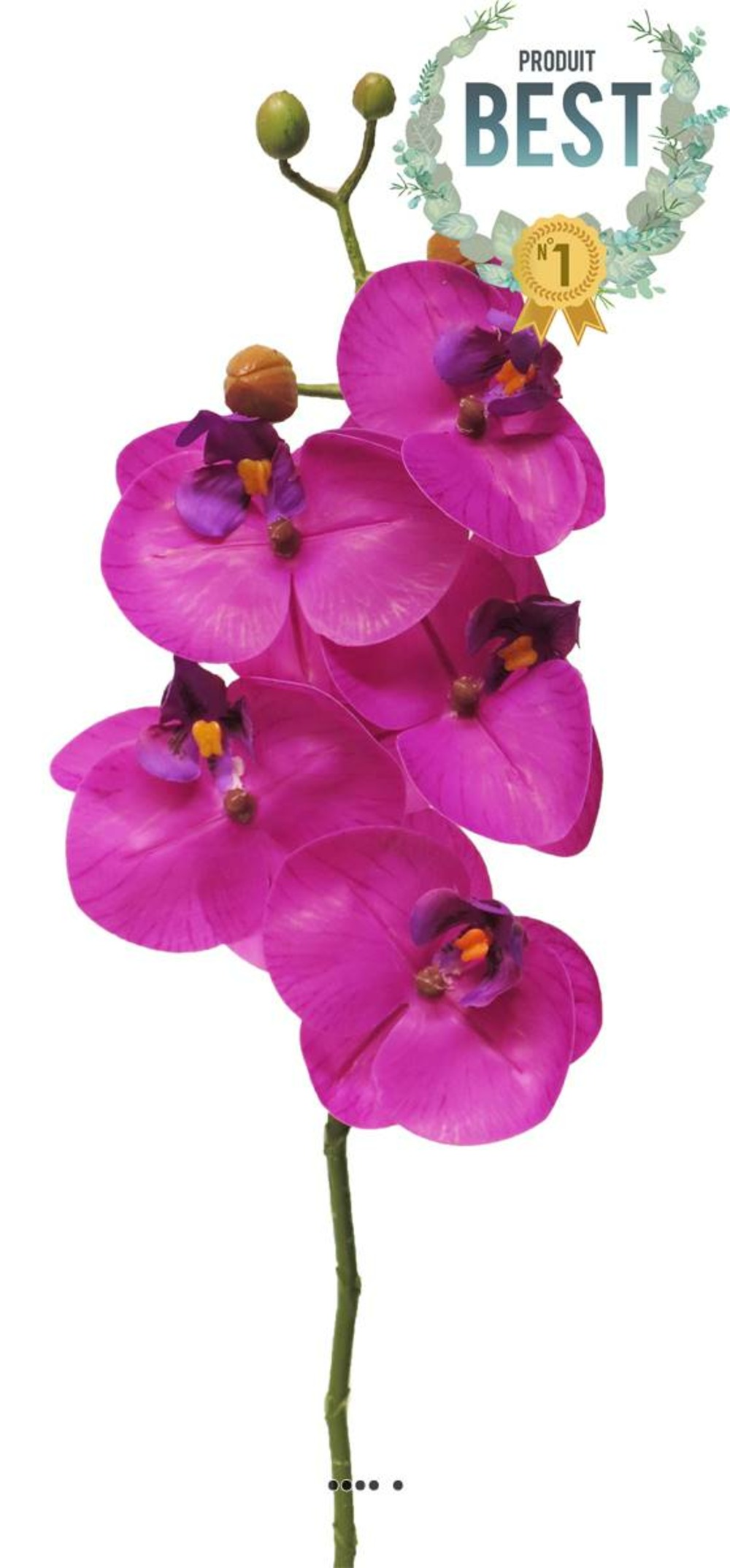 TIGE DORCHIDEE PHALAENOP 6-(939749)