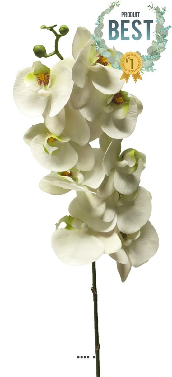 TIGE DORCHIDEE PHALAENOP 13-(939756)