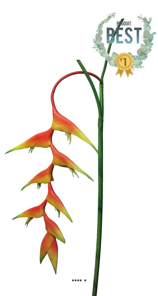 BRANCHE DHELICONIA 2-(939807)