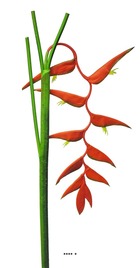 Branche d&rsquo;heliconia equatorial, l 128 cm rouge - best - couleur: rouge