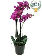 Orchidée phalaenopsis faux 3 hampes &pot h60cm top qualité fushia best - couleur