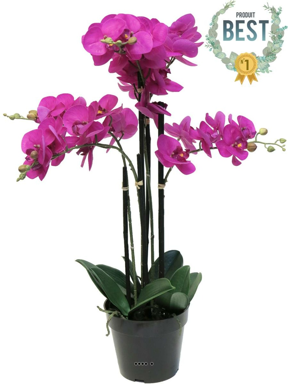 ORCHIDEE PHALAENOPSIS ART 13-(939534)