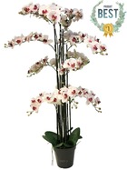 Orchidée phalaenopsis factice top qualité & pot h140cm rose-pâle-best - dimhaut:
