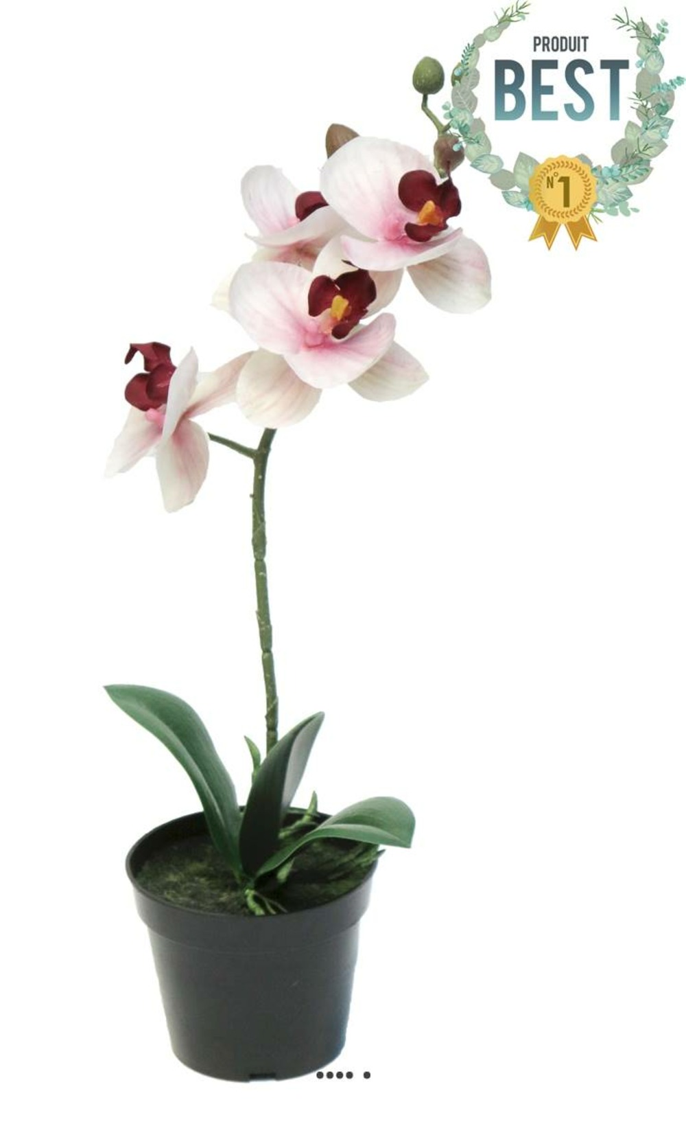 ORCHIDEE PHALAENOPSIS ART 16-(939537)