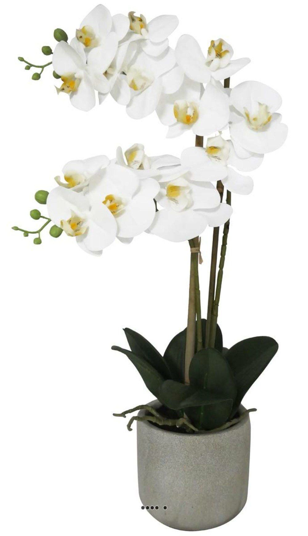 ORCHIDEE PHALAENOPSIS ART 22-(939846)