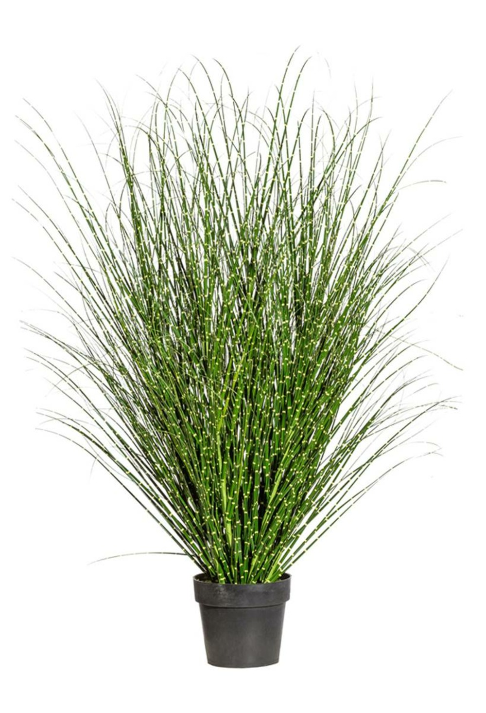 MISCANTHUS ZEBRINUS ARTIF 1-(941723)