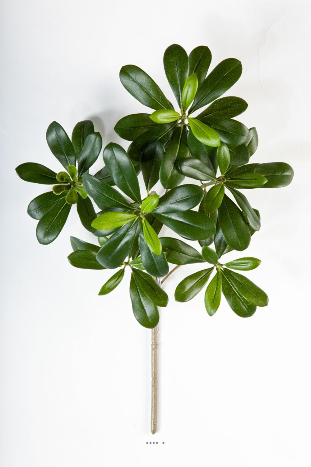 Branche de Pittisporum artificiel H 40 cm