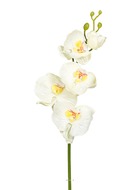 Orchidee phalaenopsis ines champagne 77cm haut de gamme latex - couleur: crème
