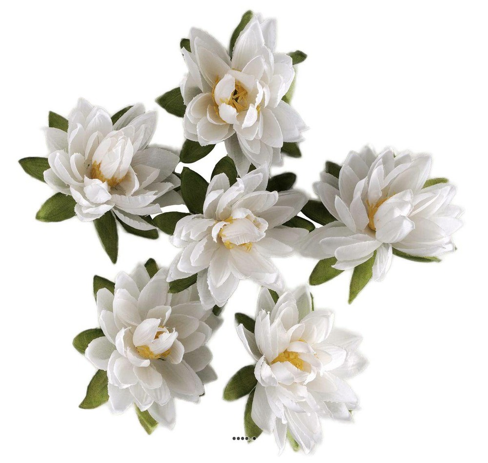 Tetes de Lotus X6 Blanc Neige en sache