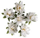 Têtes de lotus x6 blanc neige en sachet d 7 50 cm - couleur: blanc neige