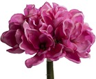 Bouquet de magnolias artificiels fuchsia 7 têtes hauteur 24 cm - couleur: rose f