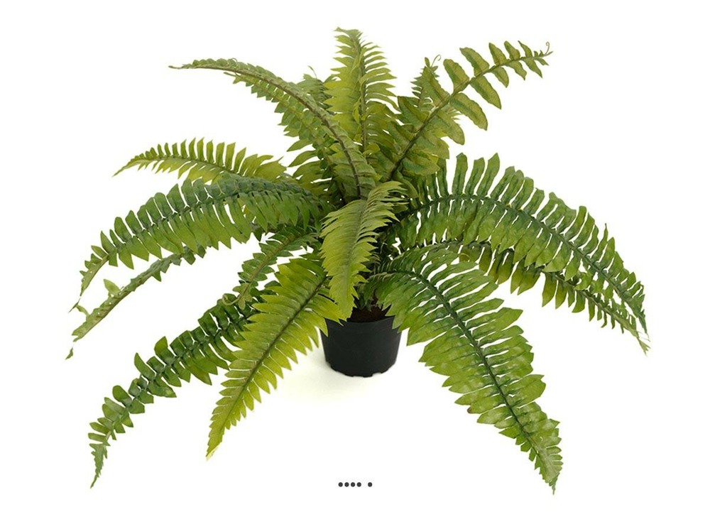 FougÃšre des forÃªts artificielle en pot