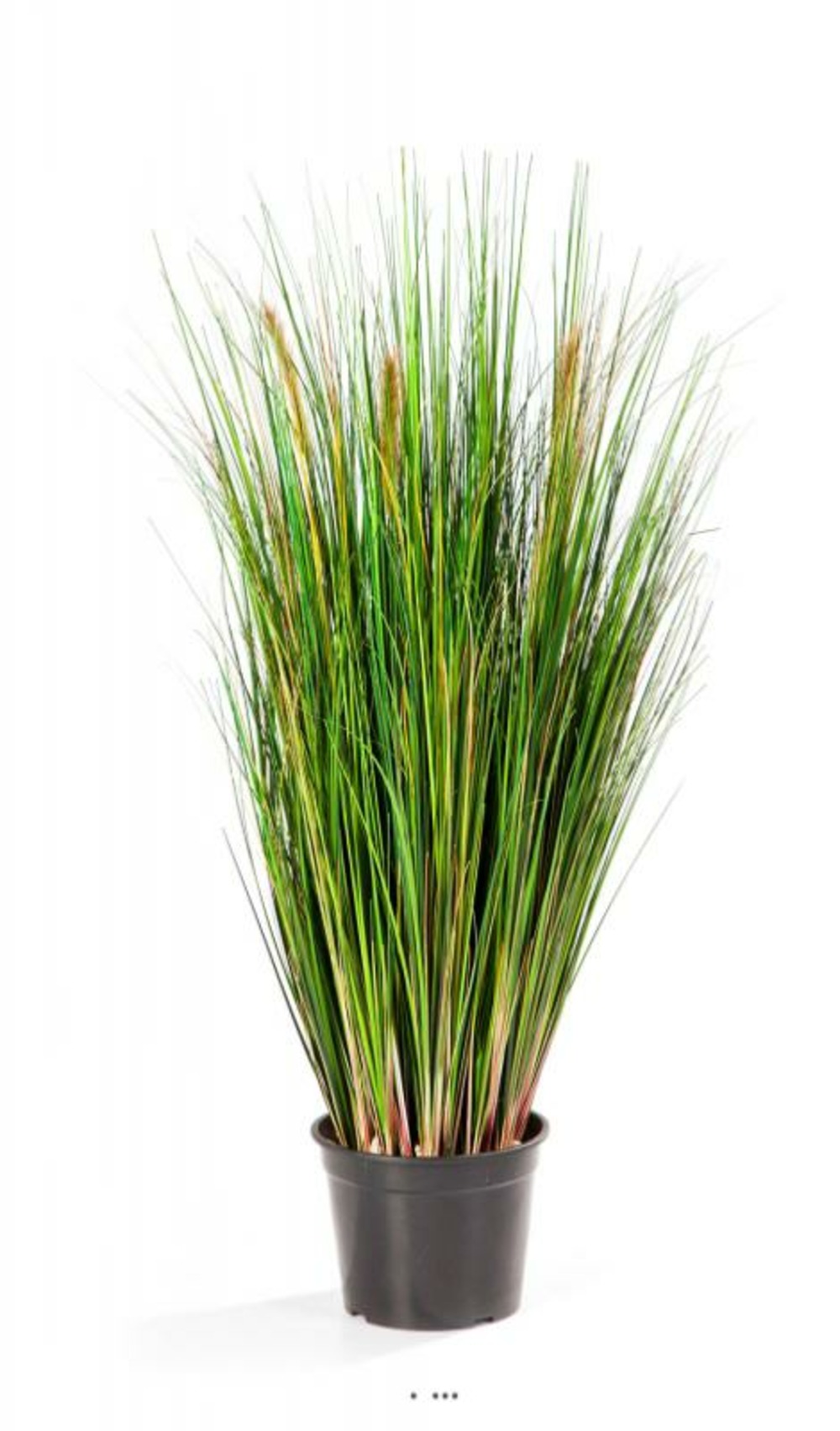 GraminÃ©e sÃ©taire artificielle en fleur