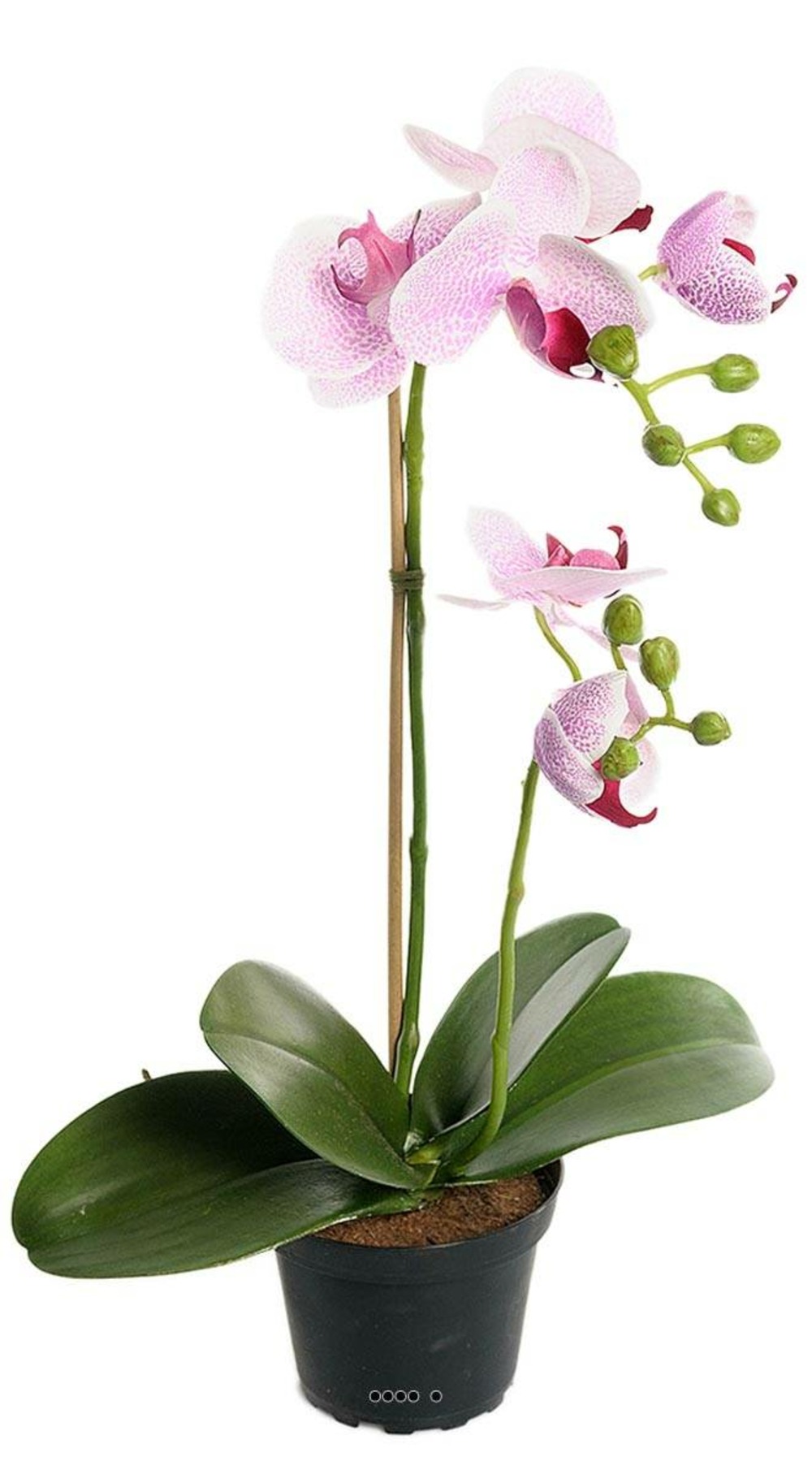 Orchidee artificielle 2 hampes en pot H 40