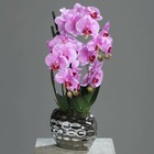 Orchidée factice 3 hampes en pot ceramique argent h55cm rose soutenu - couleur: