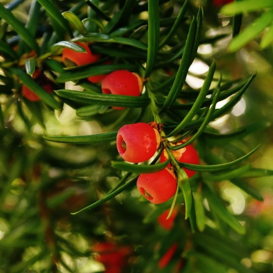 If commun 80/100cm forme pyramide 20l - taxus baccata