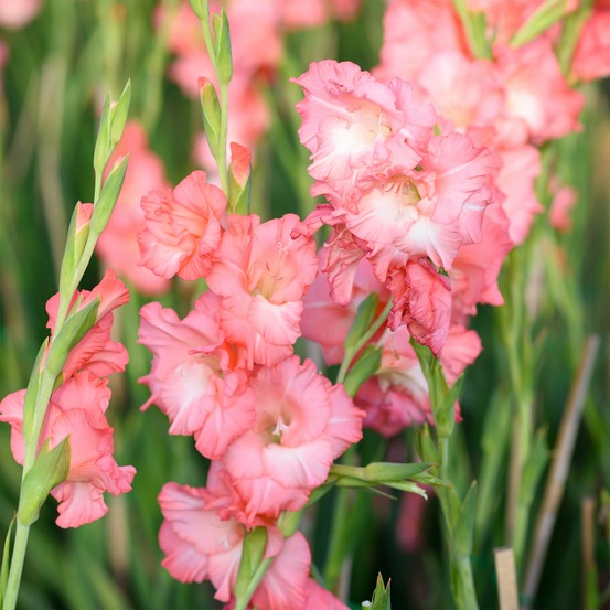 15 glaïeuls adrenaline - le sachet de 15 bulbes / circonference 12-14cm