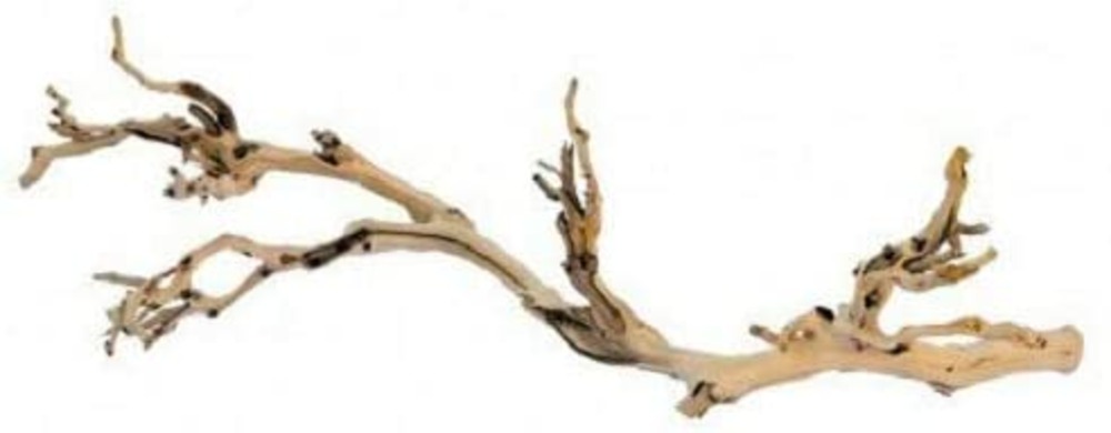 Branche de vigne sable reptiles moyen