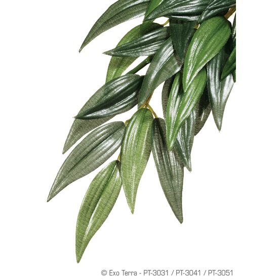 Plantes rainforest à suspendre feuillage ruscus grand