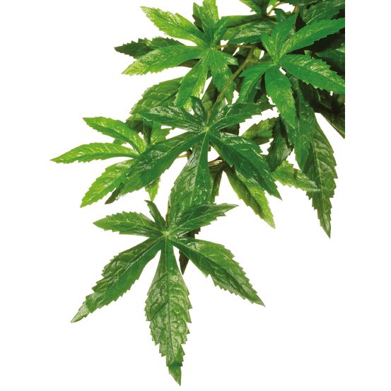 Plantes rainforest à suspendre feuillage abutilon moyen
