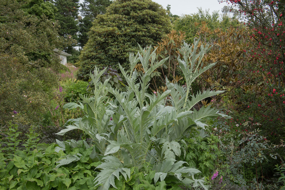 CARDON PLEIN BLANC Inerme | 25 Graines | Côtes Épaisses Non - Foto 4
