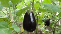 Lot de 100 graines d'aubergine black beauty - variété de légumes très ancienne