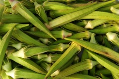 Lot de 50 graines de gombo (okra) clemson spineless - plante sans épine