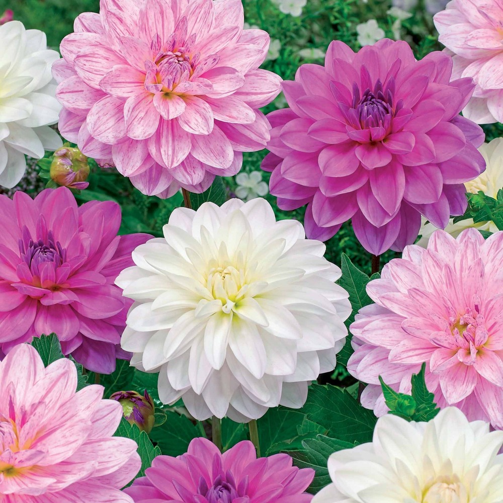 6 dahlias bonesta en mélange - le sachet de 6 bulbes, vendu par lot de 2