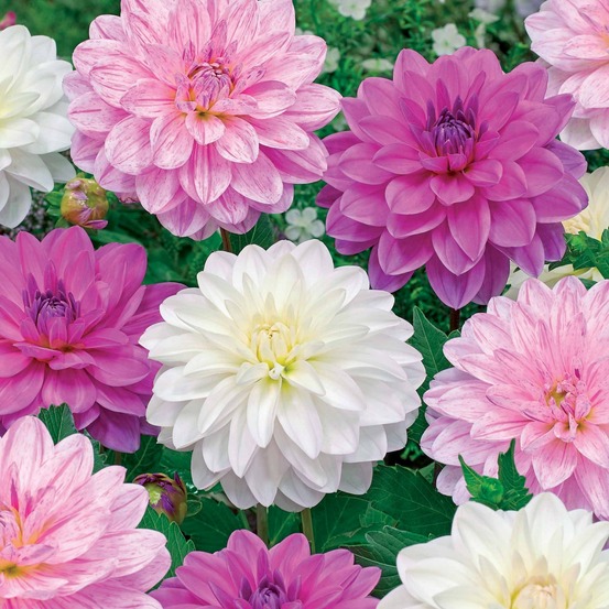 6 dahlias bonesta en mélange - le sachet de 6 bulbes, vendu par lot de 2