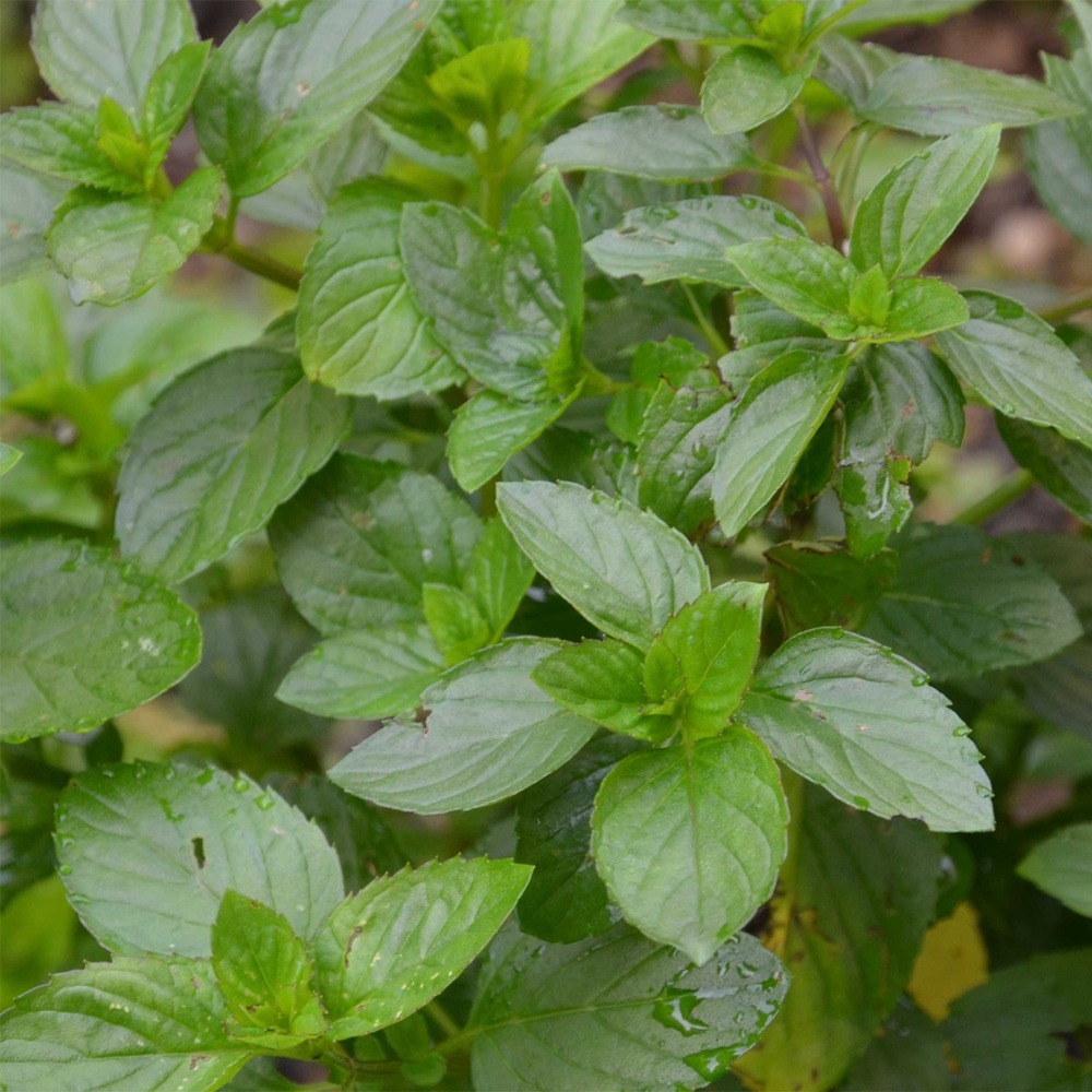 Menthe goût d'orange - mentha citrata goût d'orange godet de 8/9 cm
