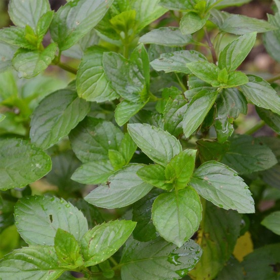 Menthe goût d'orange - mentha citrata goût d'orange godet de 8/9 cm