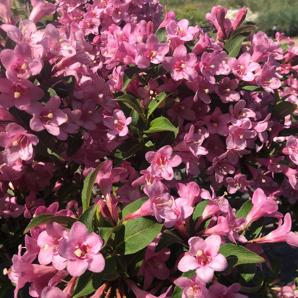 Weigela florida 'pink poppet' pot de 3l/4l