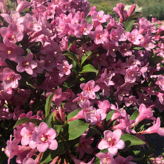 Weigela florida 'pink poppet' pot de 3l/4l