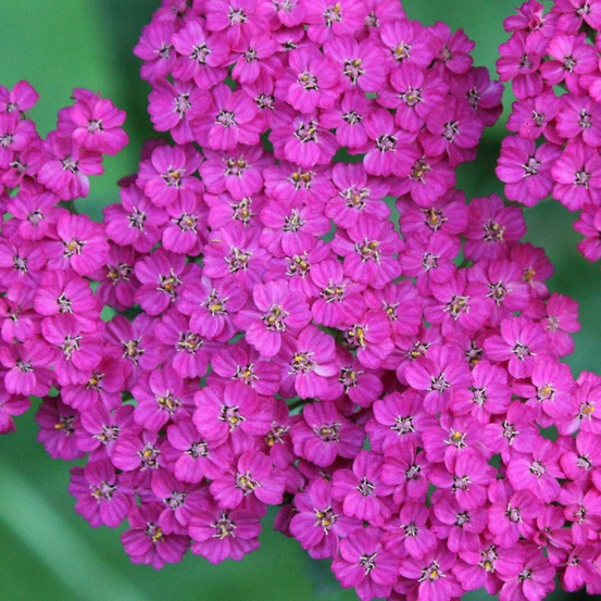 Achillée millefeuille cerise queen lot de 5 godets