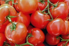 Lot de 100 graines de tomate saint pierre - ancienne variété ferme et pleine
