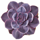 Echeveria 'purple pearl', le pot / ø 12cm / hauteur livrée 15-20cm